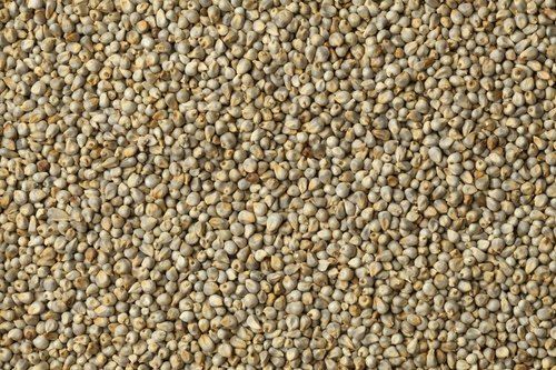 Nutrient- Rich,Complete Protein And High Fiber Green Millet