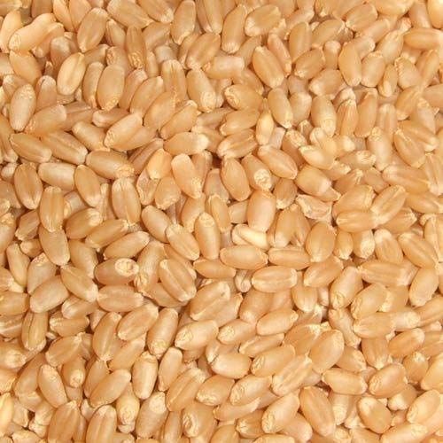 Organic Wheat