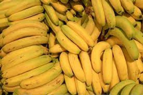 100% Premium-Qualities Organically Grown Fresh Yellow Banana