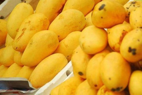Farm Fresh Delicate Sweet Tasty Soft Delicious And Natural Yellow Mango 