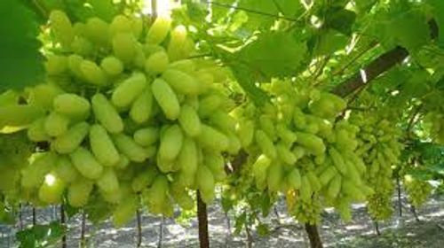 Common Green Seedless Juicy And Snappy Sweet Fresh Organic Grapes 