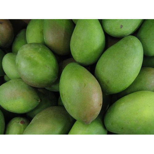 Natural Tasty Delicious Acetic Flavor And Farm Fresh Green Raw Mango