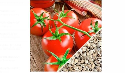 Red Tomato Seeds For Agriculture And Vegetable Use, Pack Of 100 Grams  Admixture (%): 2%