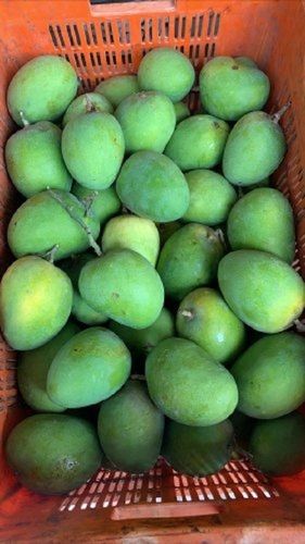 Rich In Vitamins Farm Fresh And Tangy Tasty Delicious Sour Dasheri Green Mango