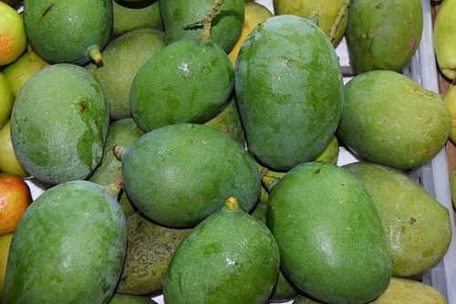 Tasty Healthy Rich In Vitamins Fresh Tangy Flavor Delicious Green Mango 