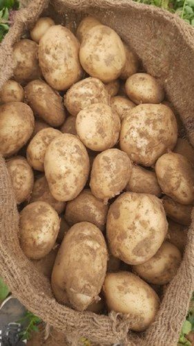 High Source Of Fiber Natural Fresh Enrich With Potassium And Vitamins Healthy Potato