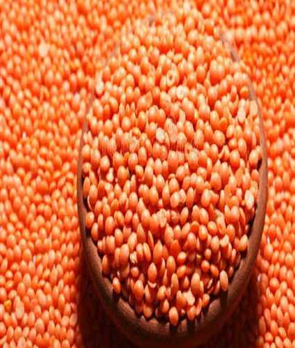 Masoor Dal - 99.5% Purity, 0.5% Impurity | Organic Whole Dried Red Lentils for Cooking, 16% Moisture, 9g Protein per 100g