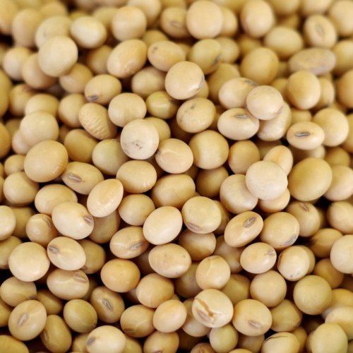 Naturally Grow, No Chemical Fertilizer 100% Fresh And Organic Yellow Soybean Seeds