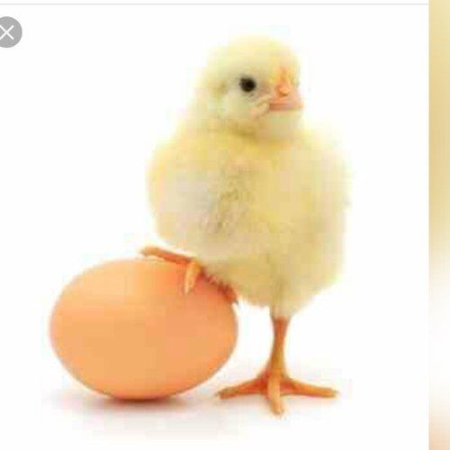 Yellow And Live Broiler Chicks Gender: Both