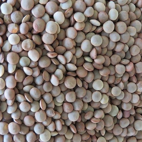 Black 100% Pure And Fresh Natural Healthy Masoor Daal With Shelf Life 2 Years 