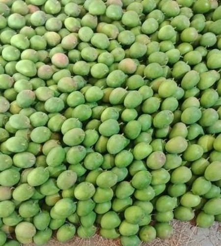 Common 100% Pure Farm Fresh Sweet And Sour Taste Green Mangoes