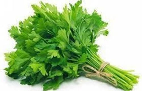 Nutrients Rich Farm Fresh Green Indian Origin Naturally Grown Antioxidant Natural Coriander Leaves