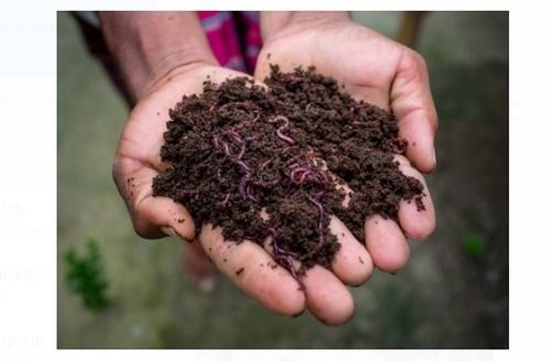 Organic And Natural Nutrient Growth Stimulators Vermicompost Fertilizer