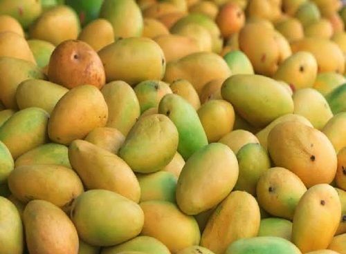 Sweet Flavor 100% Pure And Natural Fresh Rich Taste Mangoes