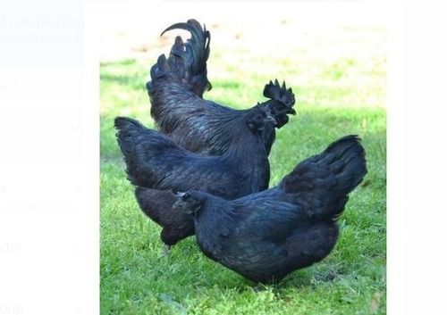 100% Healthy Black Kadaknath Breed Female Live Poultry Farm Chicken For Meat