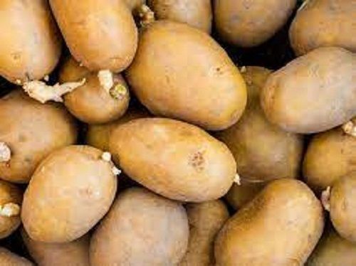 Organically Cultivated Round Fresh Potatoes With 2 Week Shelf Life