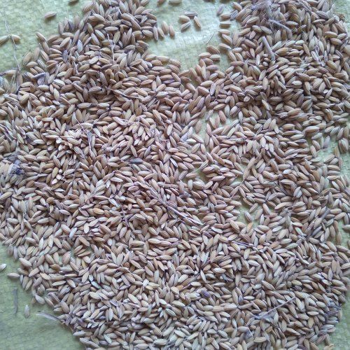 Pure And Natural Commonly Cultivated Dried Paddy Rice  Broken (%): 1%