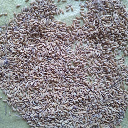  शुद्ध और प्राकृतिक रूप से सामान्य रूप से उगाए जाने वाले सूखे धान चावल 