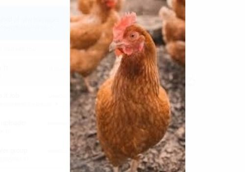100% Healthy Brown Gramapriya Breed Female Live Poultry Farm Chicken Meat 