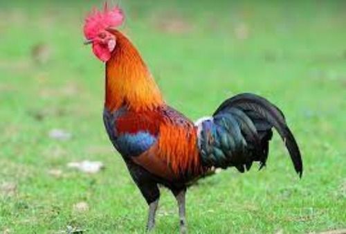 100% Healthy Medium-Size Rooster Breed Live Country Poultry Farm Chicken