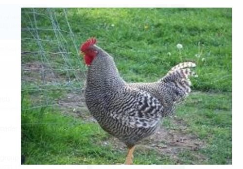 100% Healthy White And Black Sasso Breed Female Live Poultry Farm Chicks