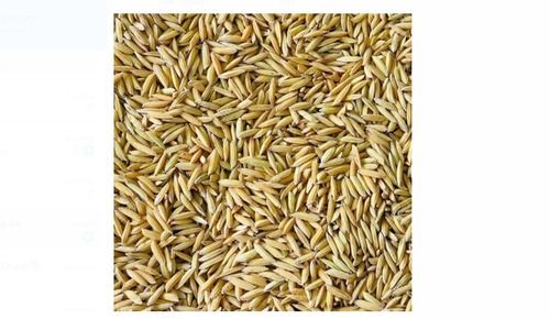 High In Protein 100% Organic And Hybrid Yellow Paddy Seed, For Agriculture 