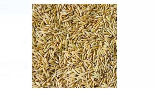 High In Protein 100% Organic And Hybrid Yellow Paddy Seed, For Agriculture  Admixture (%): 1%