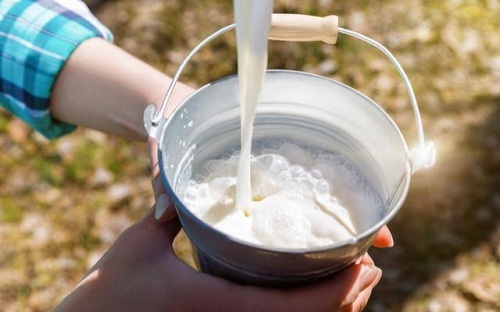 Rich In Taste Chemical Free Good In Taste Easy To Digest White Fresh Milk
