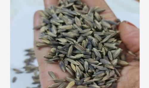 Black Paddy Rice Good Source Of Nutrients And Boost Heart Health For Home