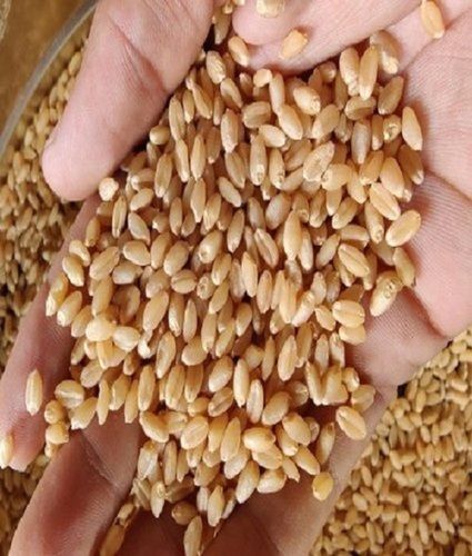 A Grade 100% Pure Organic Hearty And Nutritious Wheat For Daily Usage