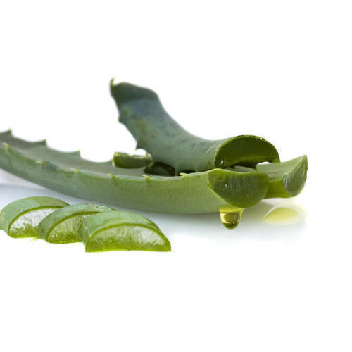 Mild Steel Highly Effective Natural And Fresh Green Aloe Leaves