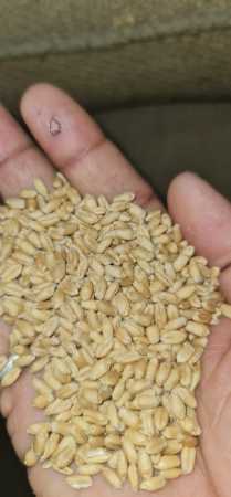 Wholesale Price Export Quality Dried and Cleaned Wheat Seeds