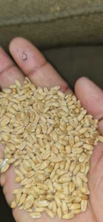 Whitish Wholesale Price Export Quality Dried And Cleaned Wheat Seeds