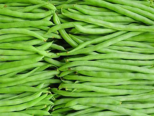 Fresh And Healthy Straight Lima Beans For Multipurpose Uses