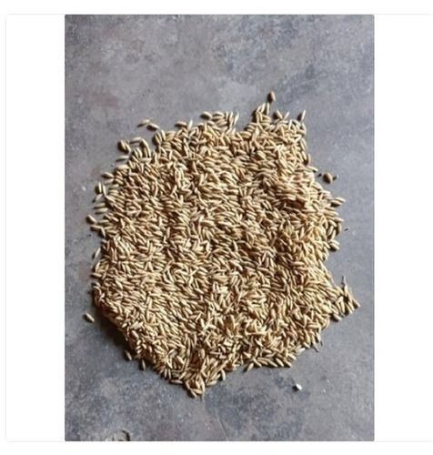 Organic And Fresh Brown Paddy Rice Used For Starch And Rice Flour