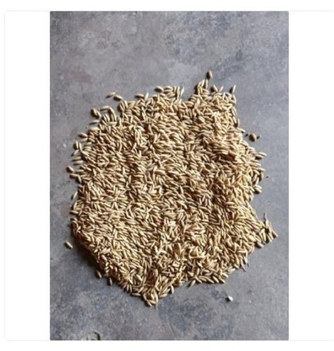 Organic And Fresh Brown Paddy Rice Used For Starch And Rice Flour Admixture (%): 1%