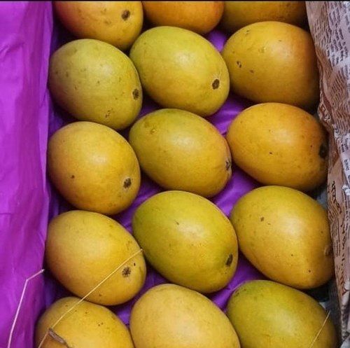 100 Percent Organic And Farm Fresh Yellow Payri Mango, Sweet, Juicy And Delicious
