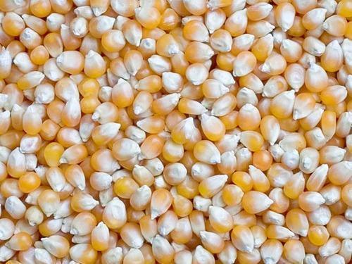 Yellow Rich And Refined Golden Maize Seeds For Rich Cultivatiuon 