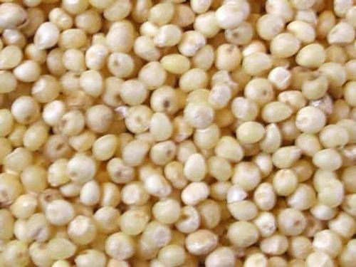 Rich And Refined Natural Millet Seeds For Millet Cultivation 