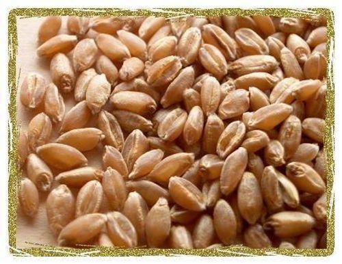 Rich And Refined Polished High Quality Wheat Seeds 