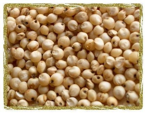 Rich And Refined Polished Sorghum Seeds For Rich Cultivation 