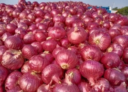 100% Fresh And Natural Pure A Grade Maharashtra Red Onion For Cooking
