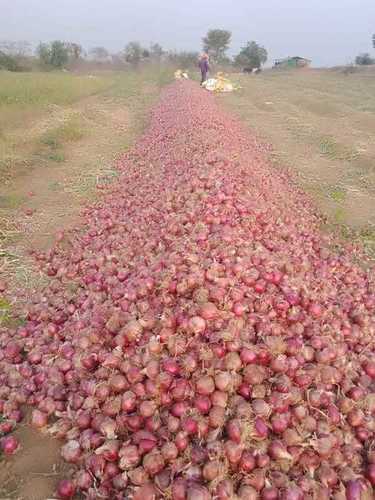 100% Natural And Fresh Round Shape Natural Red Onion For Cooking