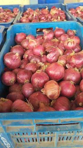 100% Natural And Pure Round Shape Raw Fresh Red Onion For Cooking