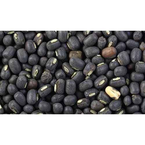 ए ग्रेड, शुद्ध, स्वस्थ और प्राकृतिक जैविक अत्यधिक पोषक तत्व ताजा काले चने की फसल वर्ष: 4 महीने