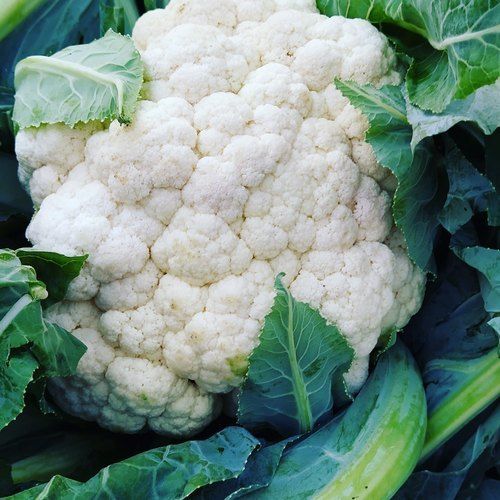 Round Low In Calories, High In Fibre, Vitamin C And And Fresh Natural Cauliflower