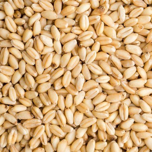 Healthy And Rich In Fiber Wheat Seeds 