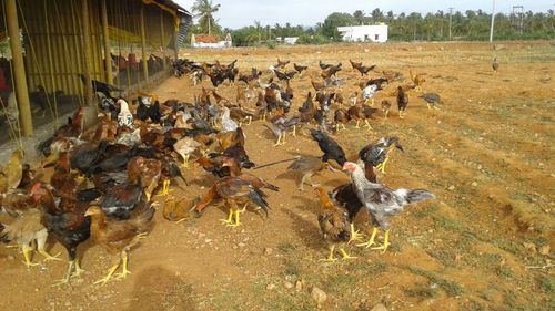 Healthy And Vaccinated Country Chicken
