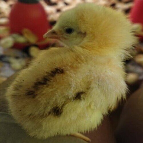 Healthy And Vaccinated Yellow Country Chicken Chicks