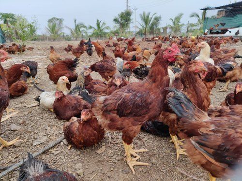 Healthy And Vaccinated Live Country Chicken